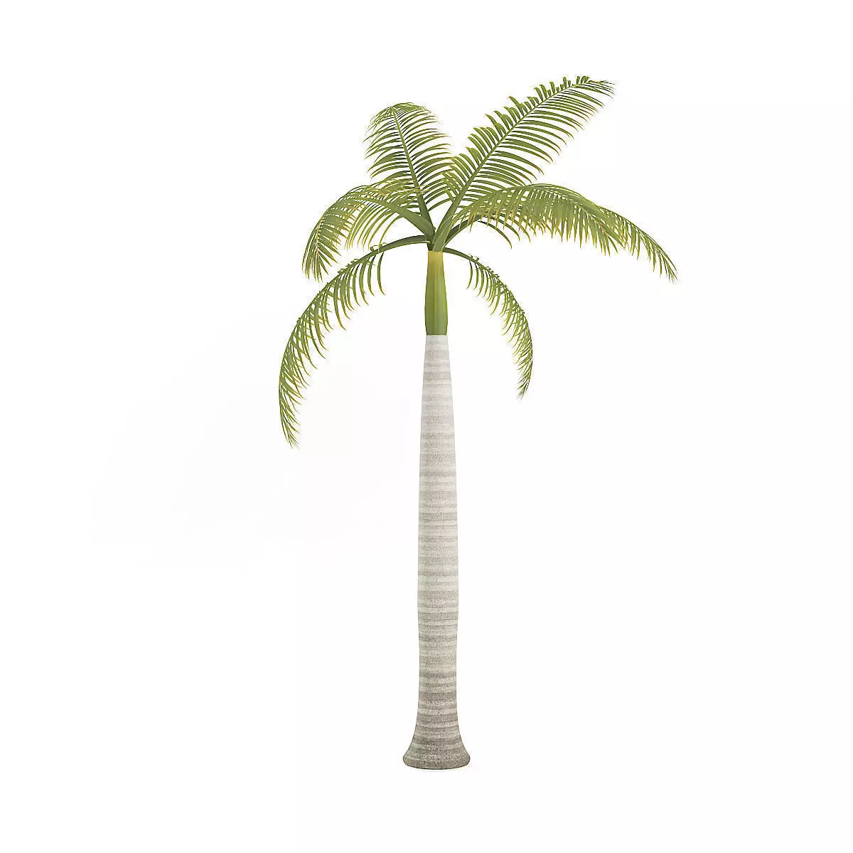 Royal Palm 3D model_5