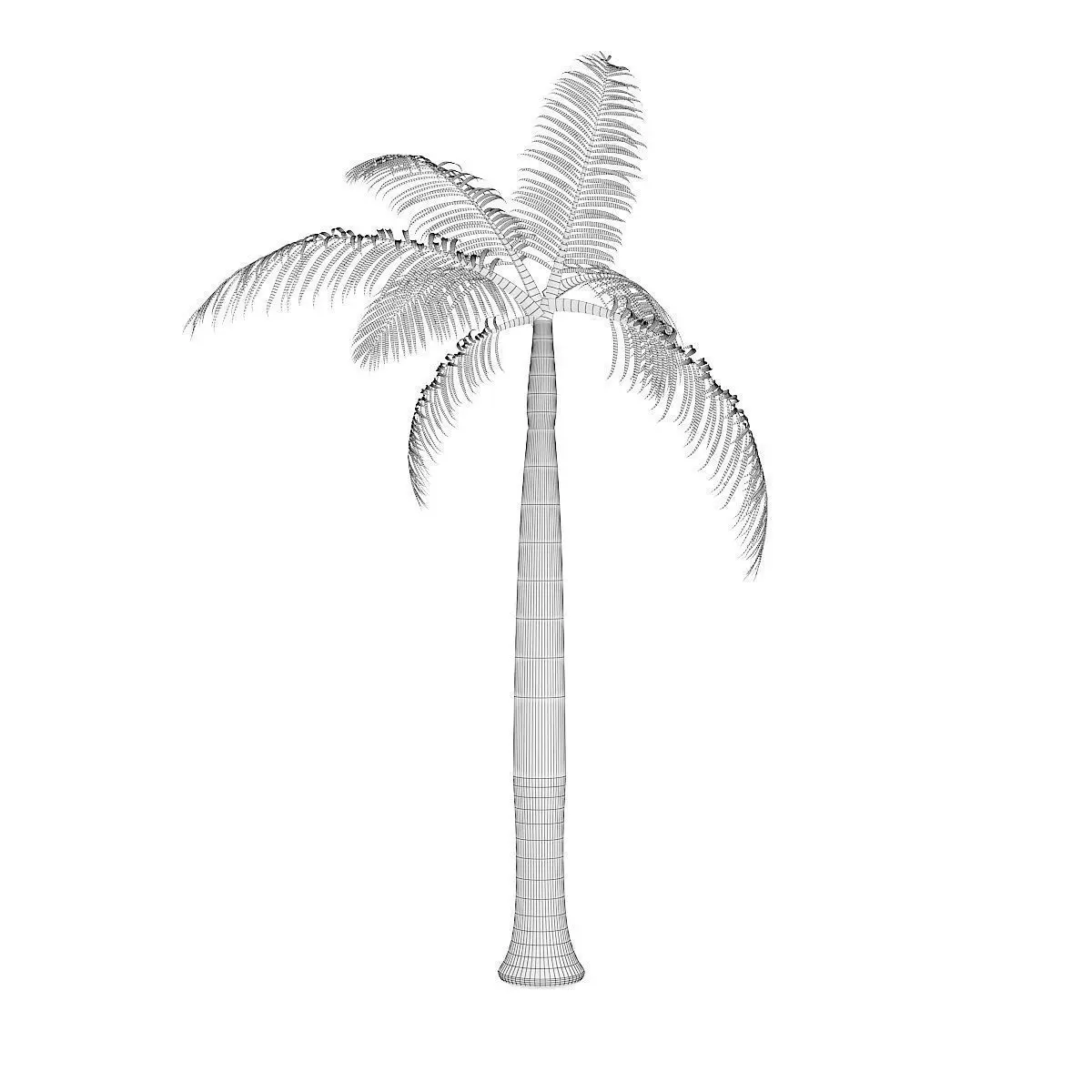Royal Palm 3D model_4