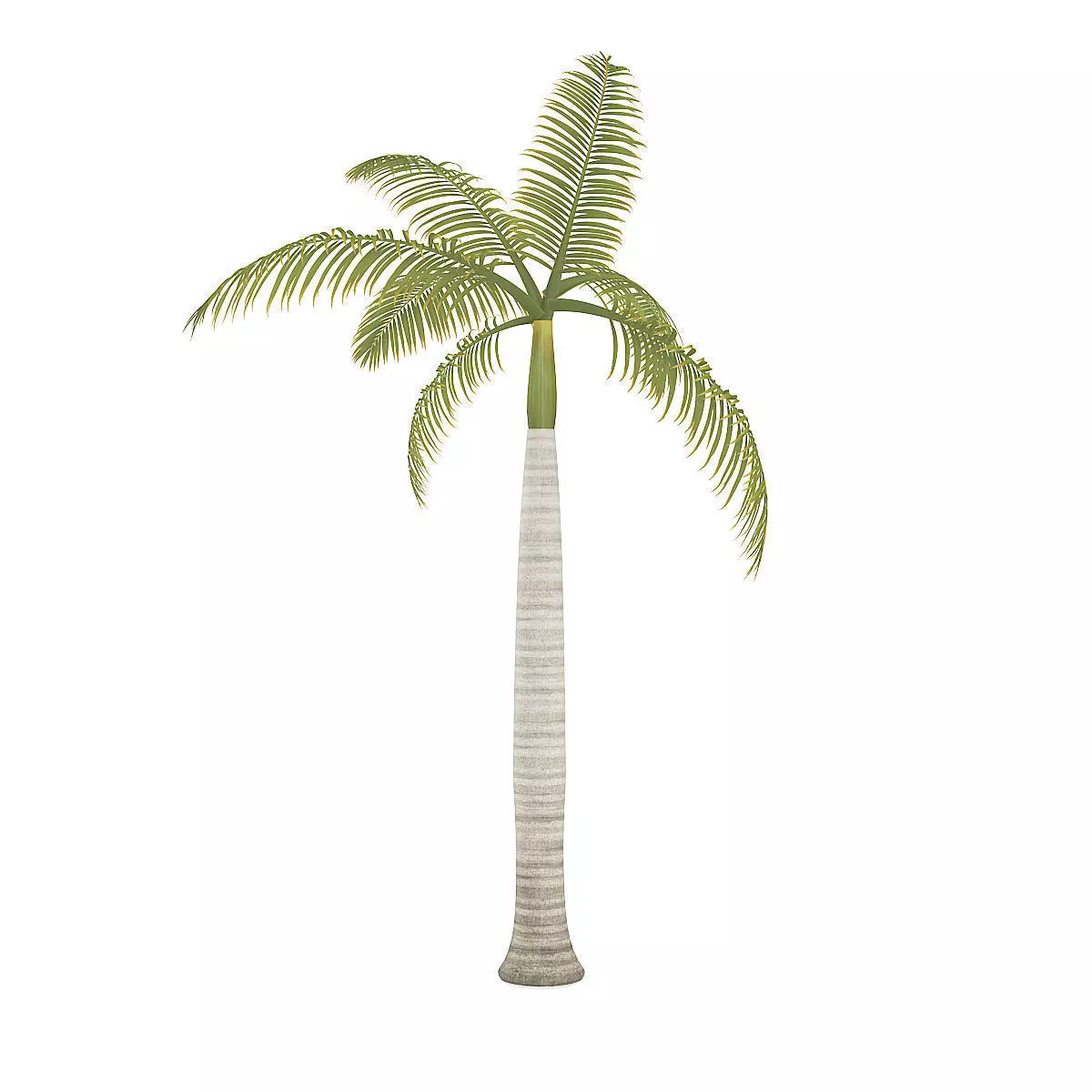 Royal Palm 3D model_7