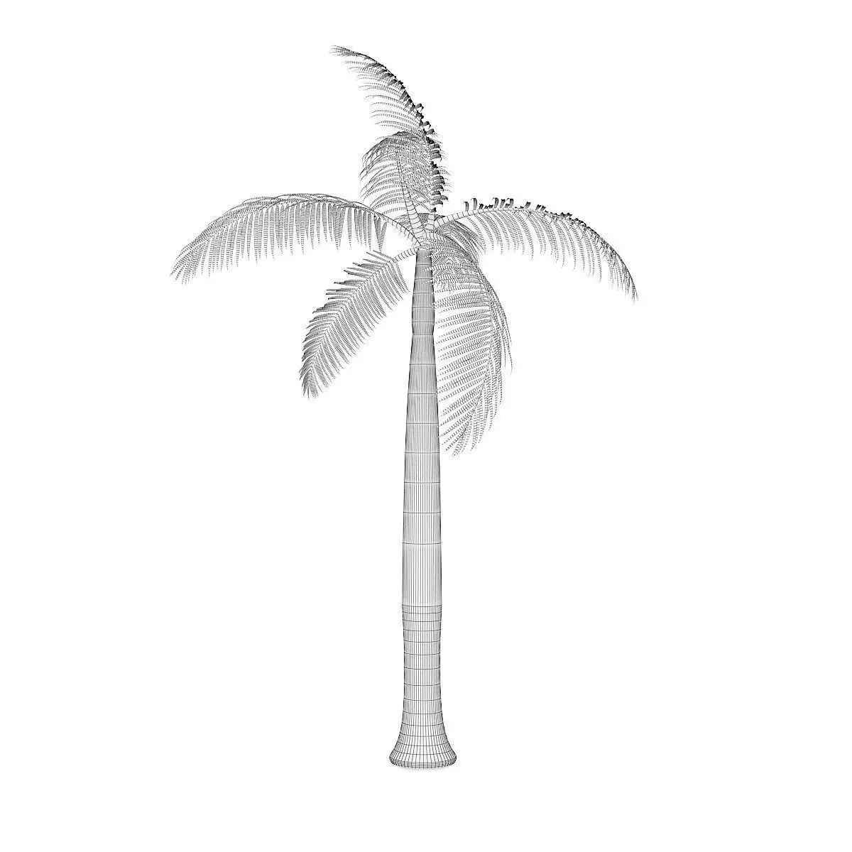 Royal Palm 3D model_3