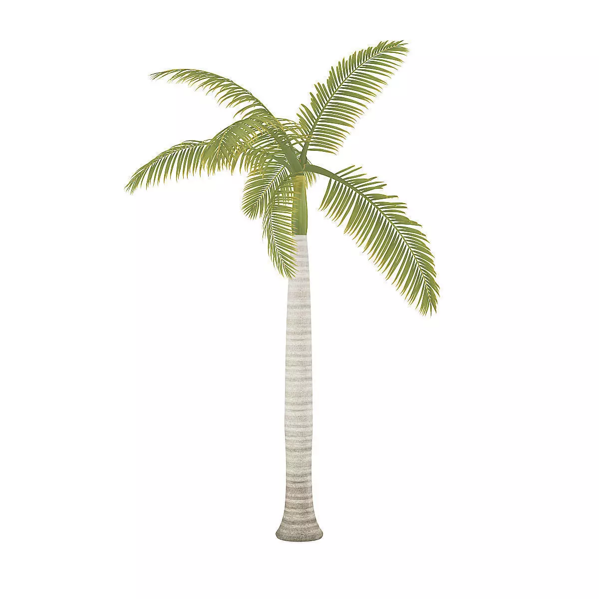 Royal Palm 3D model_6