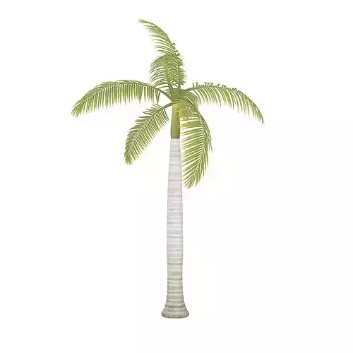 Royal Palm 3D model