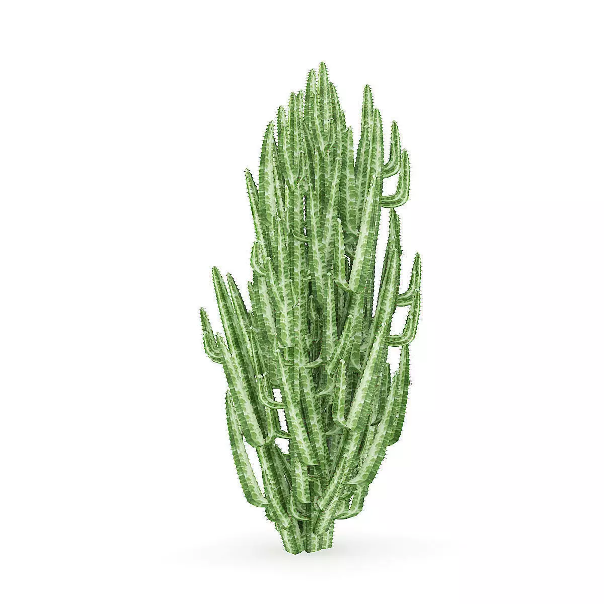 African Milk Tree 3D model