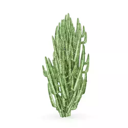 African Milk Tree 3D model