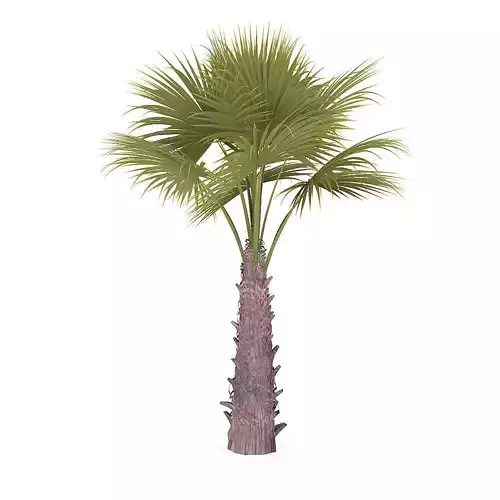 Windmill Palm