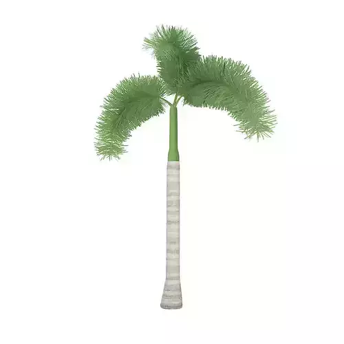 Foxtail Palm