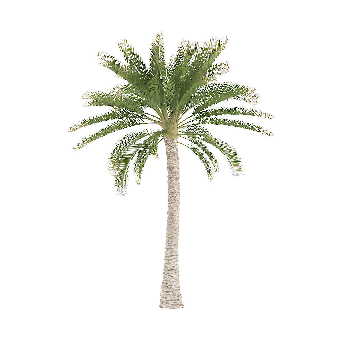 Palm Tree 3D model_6