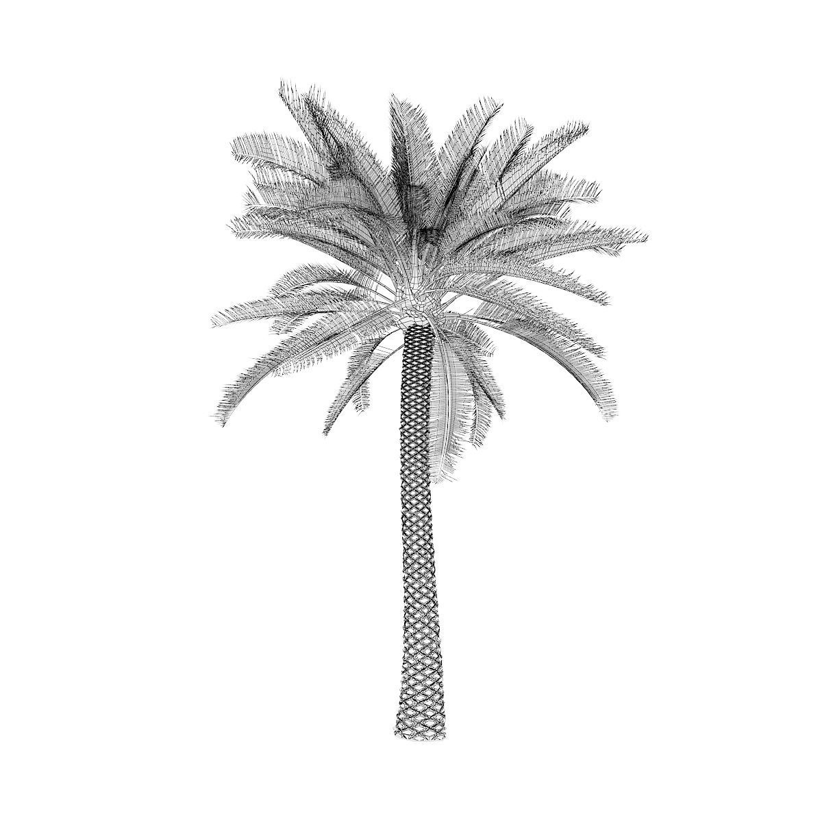 Palm Tree 3D model_7
