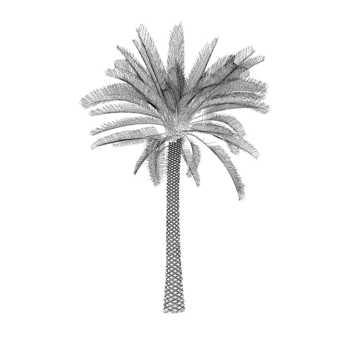 Palm Tree 3D model_5