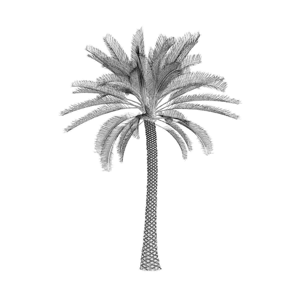 Palm Tree 3D model_1
