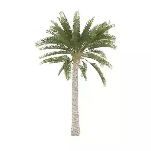 Palm Tree 3D model