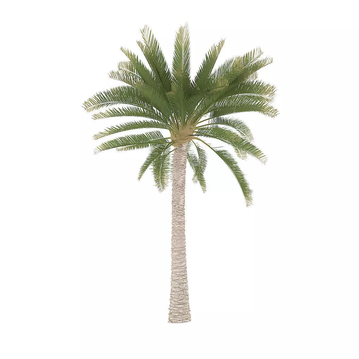 Palm Tree 3D model_0
