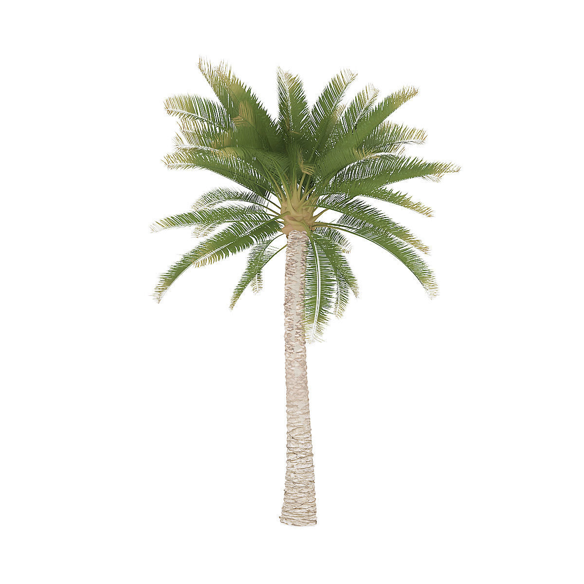 Palm Tree 3D model_4