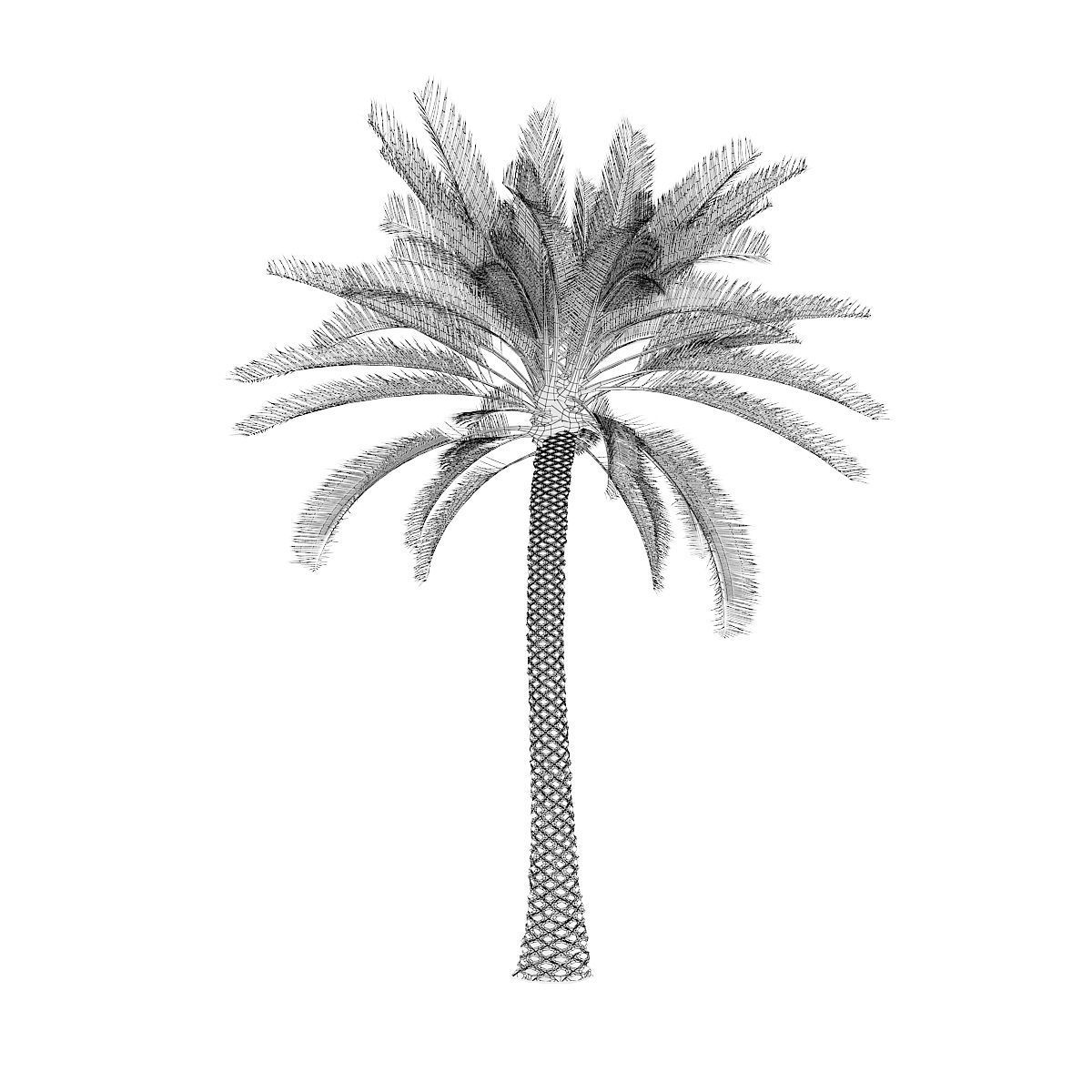 Palm Tree 3D model_3