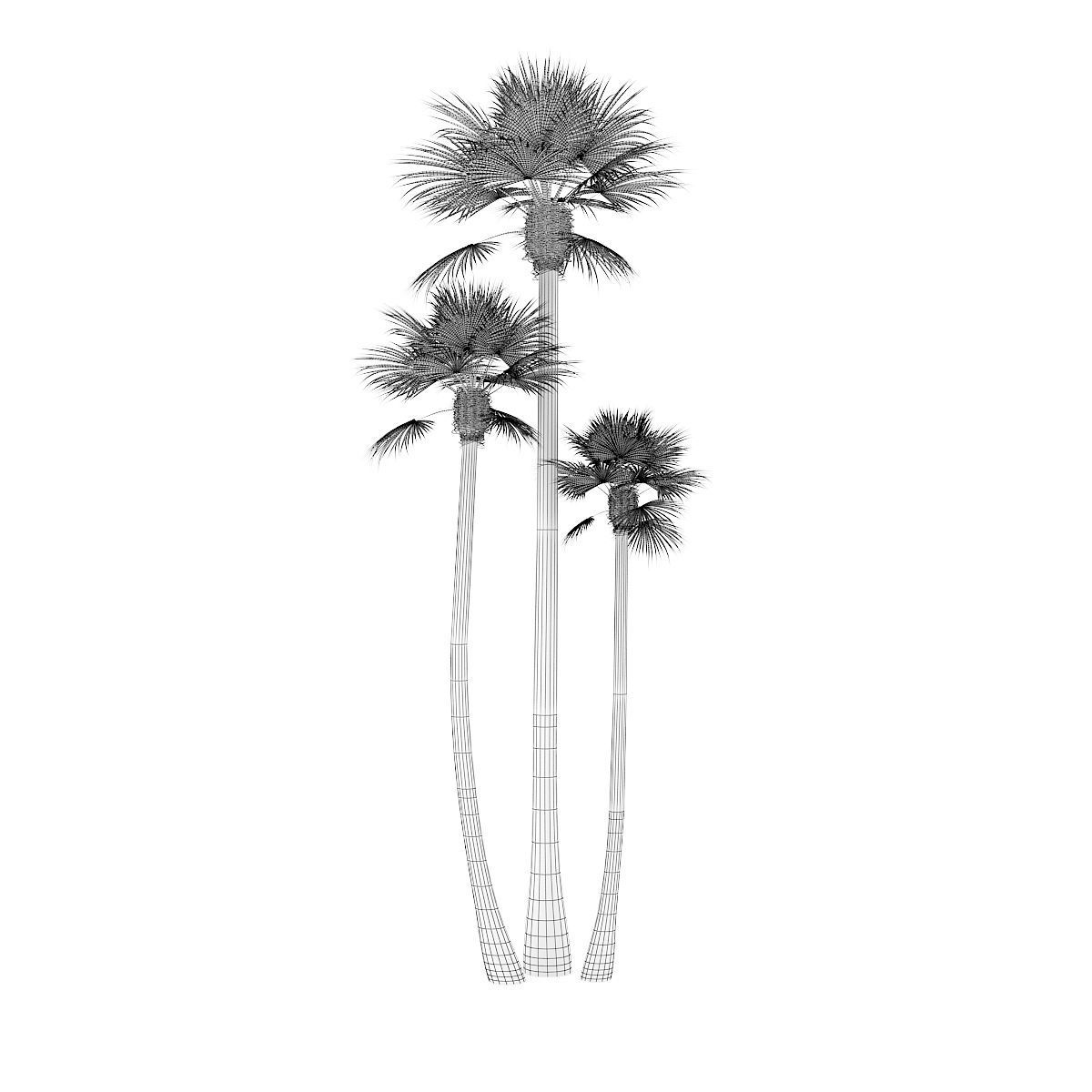 Three Palm Trees 3D model_5