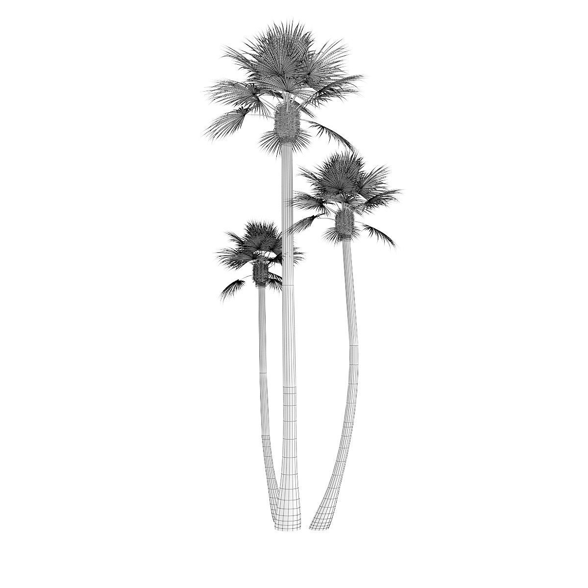 Three Palm Trees 3D model_1