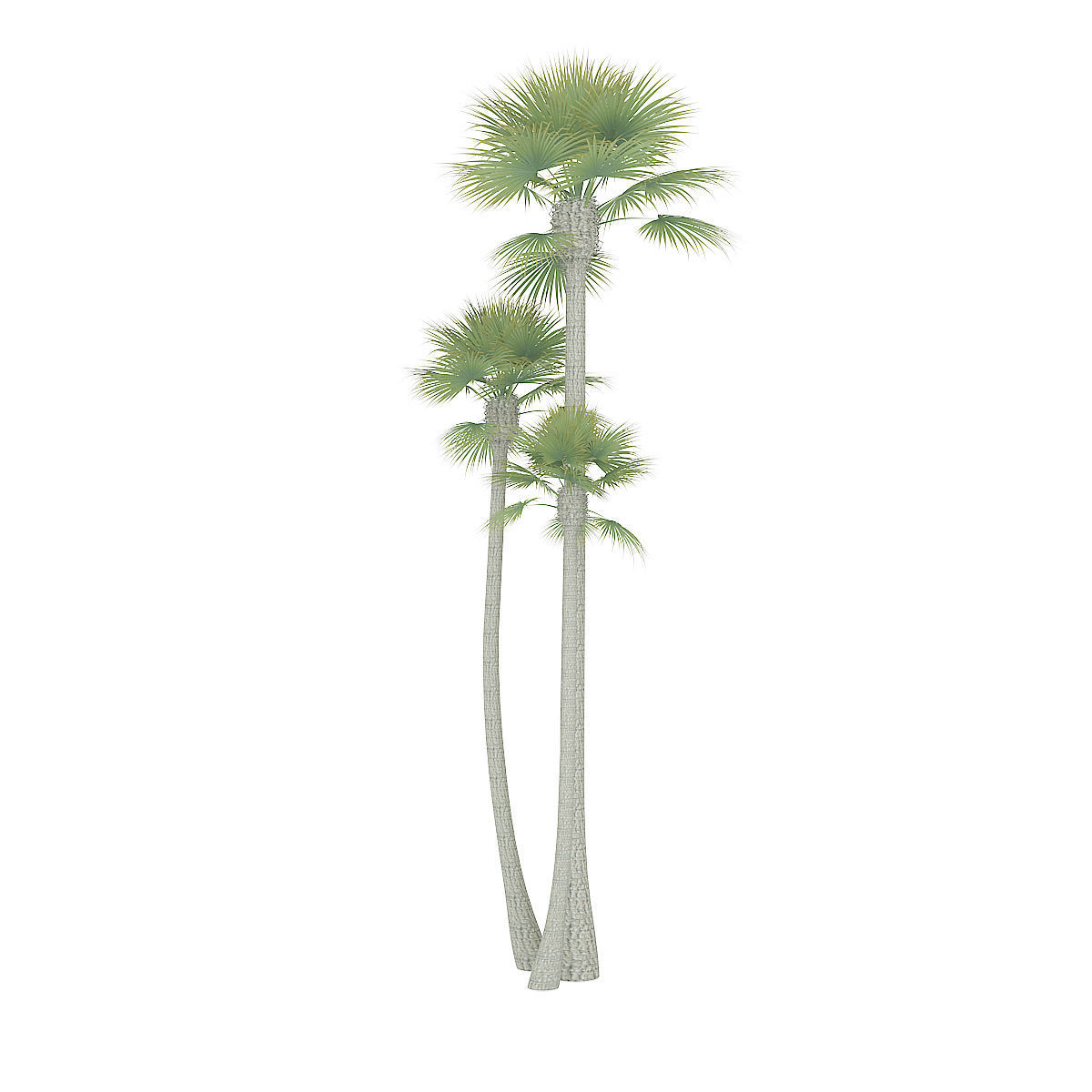Three Palm Trees 3D model_2