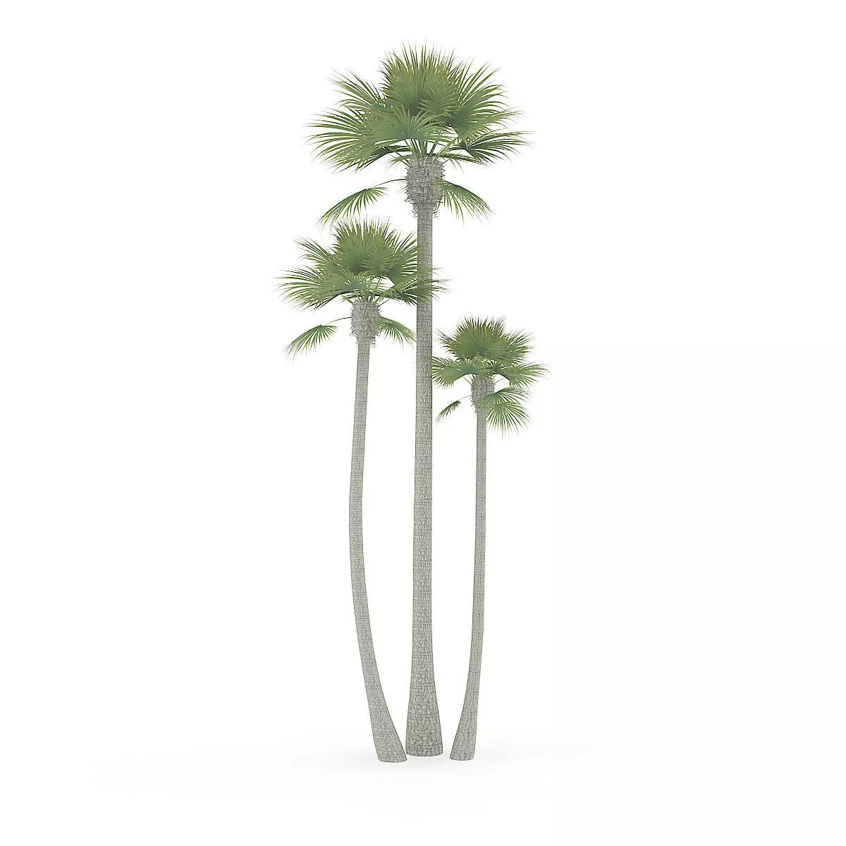 Three Palm Trees 3D model_0