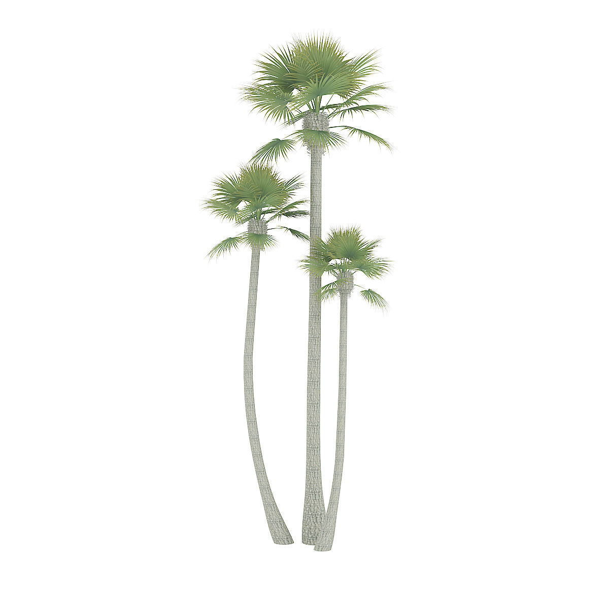 Three Palm Trees 3D model_4