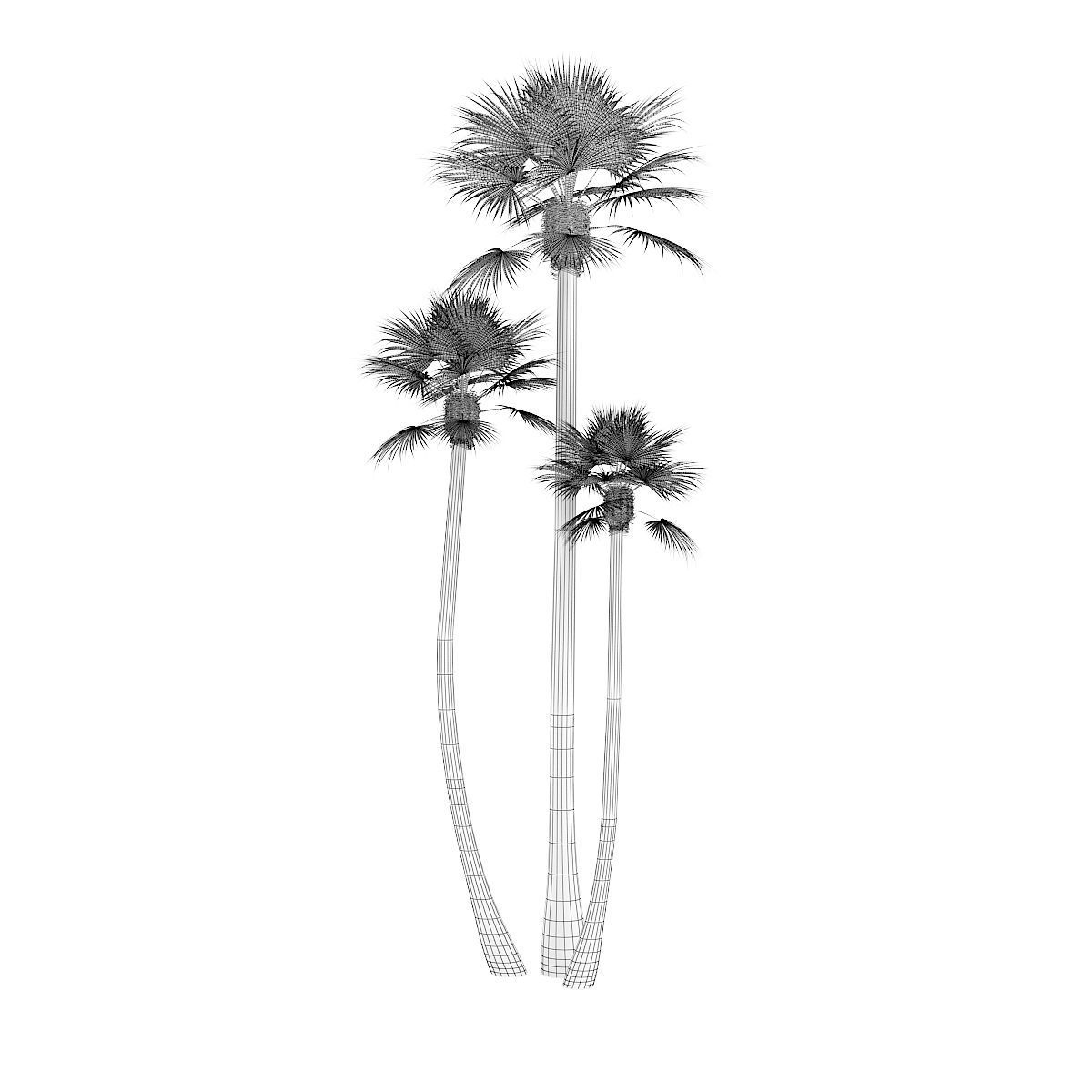 Three Palm Trees 3D model_3