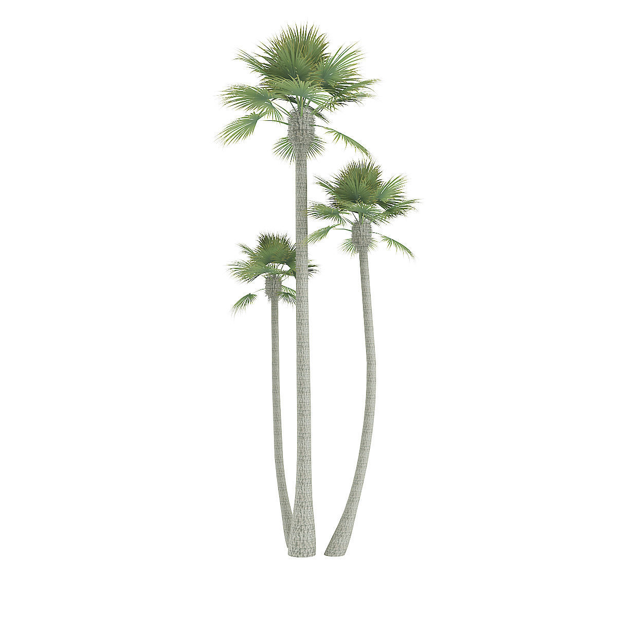 Three Palm Trees 3D model_6