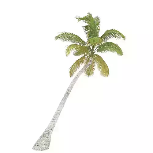 Sloping Palm Tree 3D model