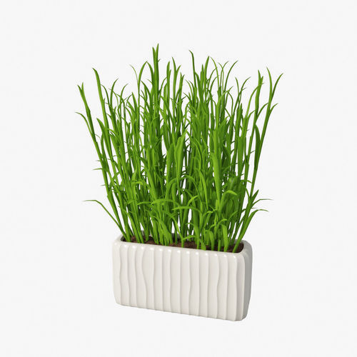 Grass in pot 03 3D model