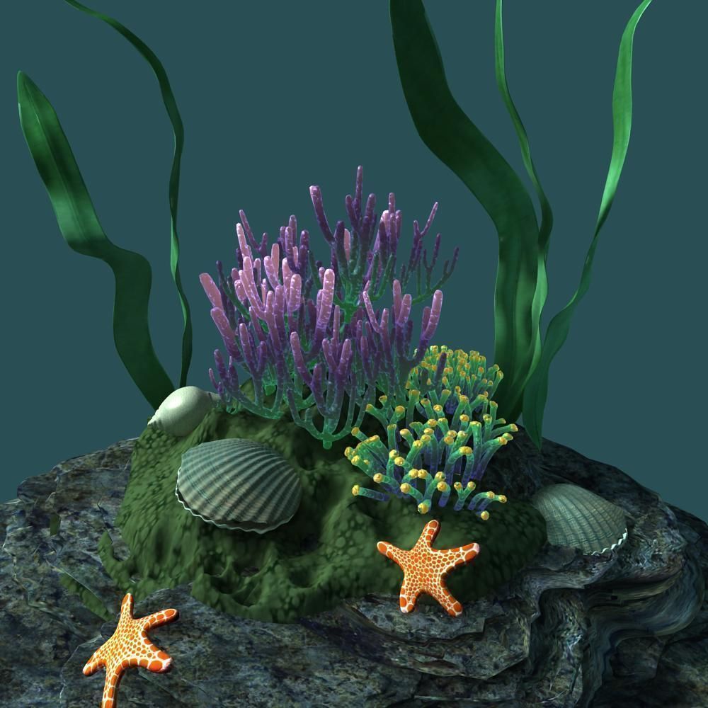 Coral rock with seaweed and starfish 3D model_8