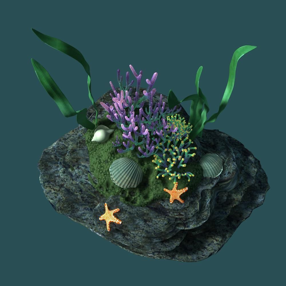 Coral rock with seaweed and starfish 3D model_5