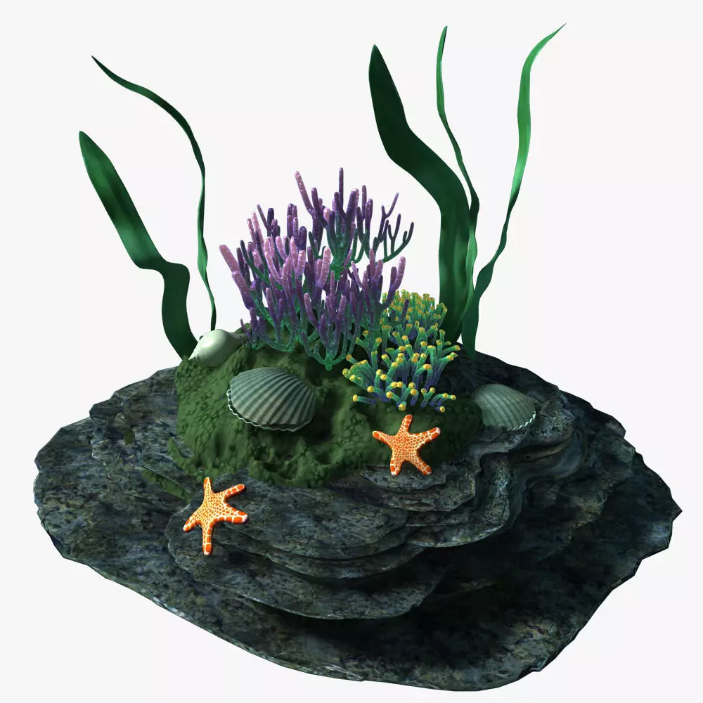 Coral rock with seaweed and starfish 3D model_0