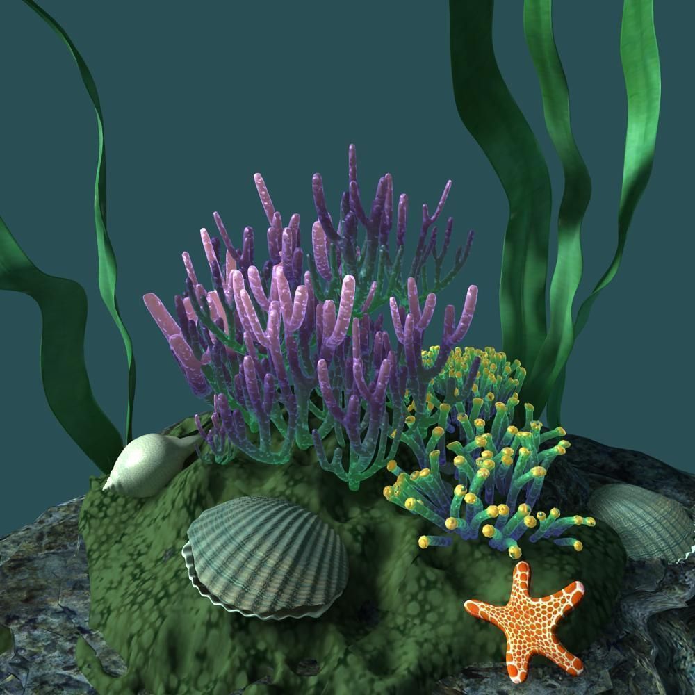 Coral rock with seaweed and starfish 3D model_9