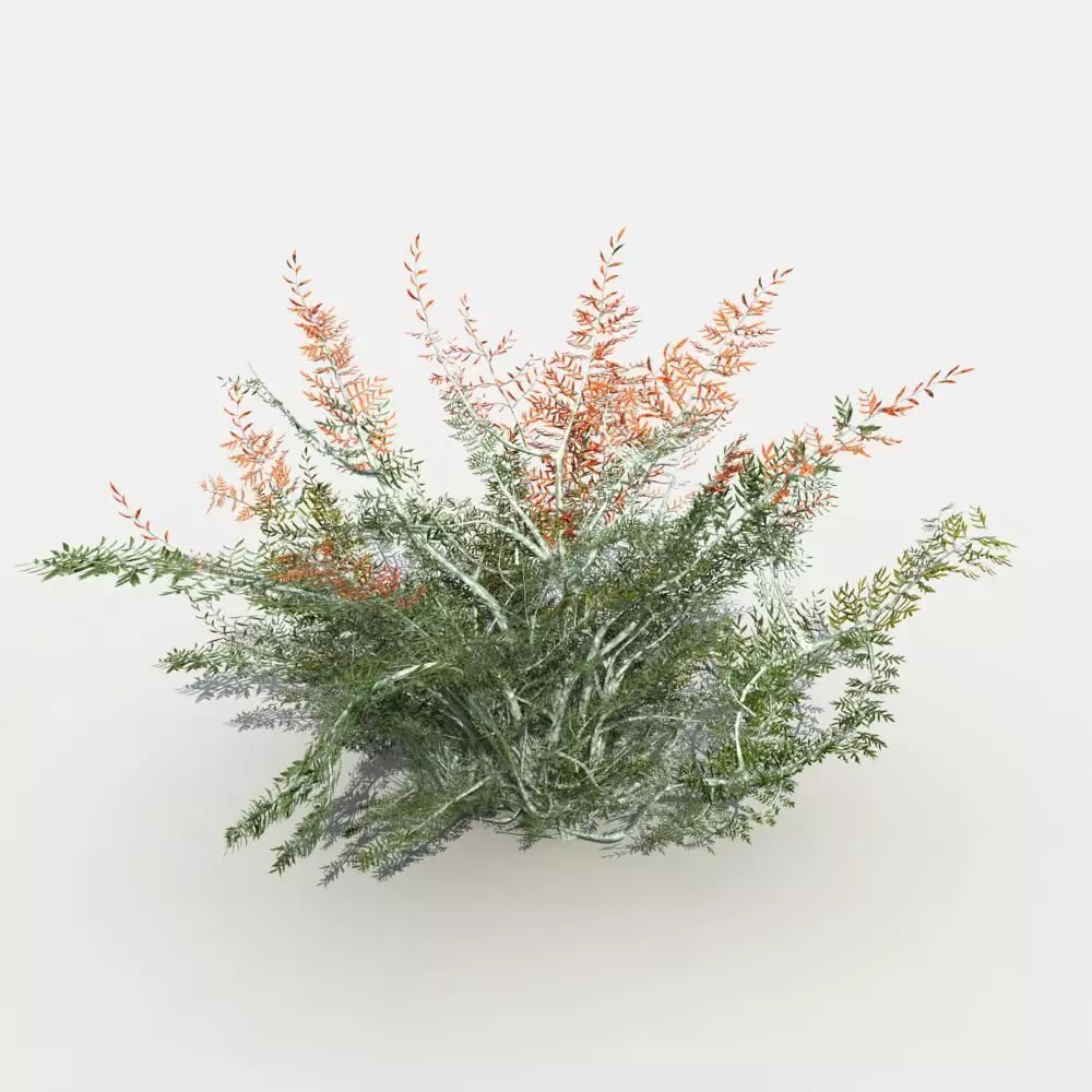 Desert Tamarisk 3D model