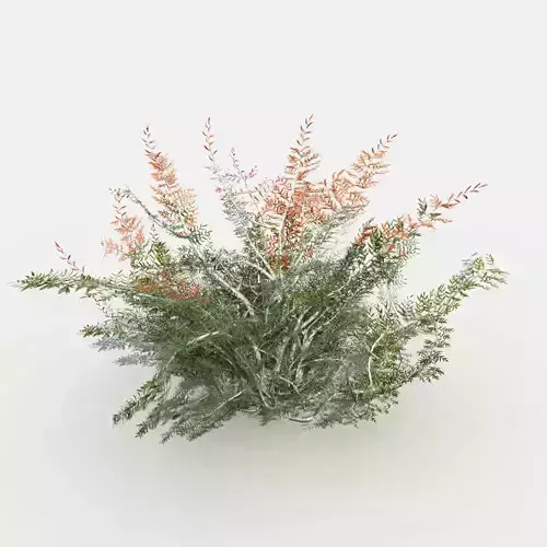 Desert Tamarisk 3D model