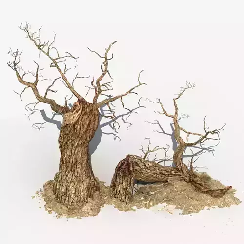 Dry Tree 04 3D model