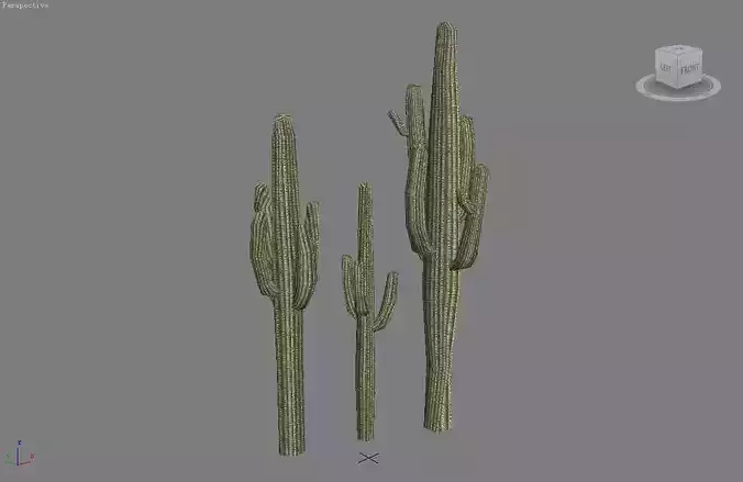 Cactus