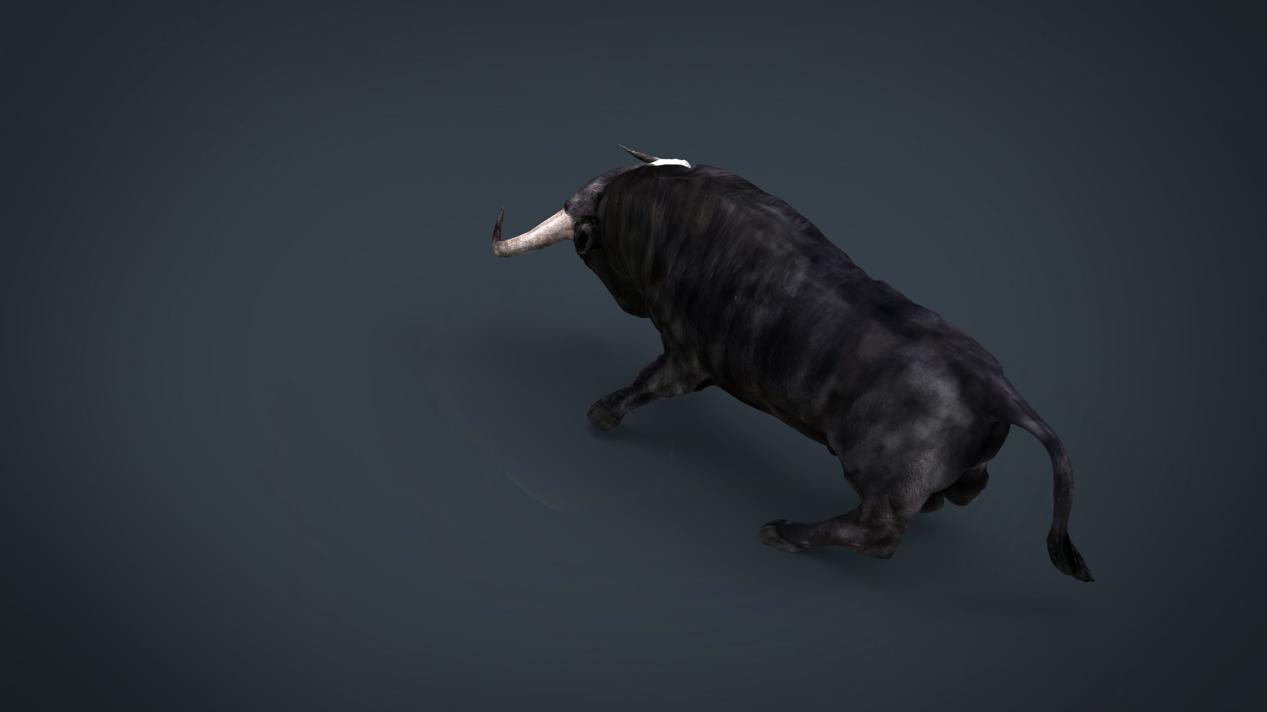 Spanish Bull Low-poly 3D model_13
