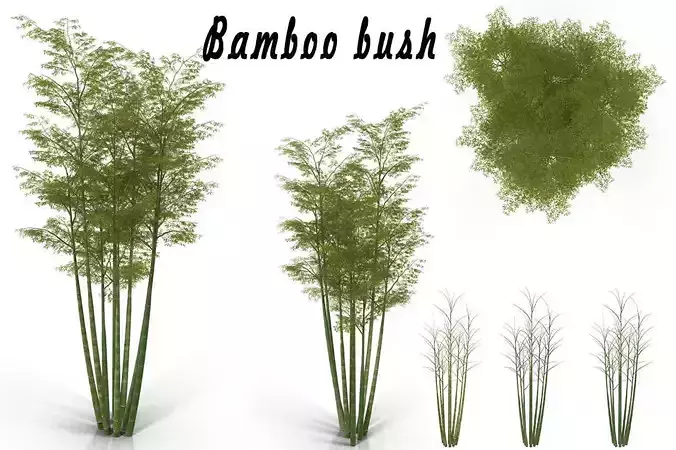 Bamboo bush