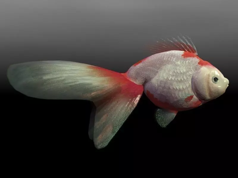 Gold Fish Low-poly 3D model_0