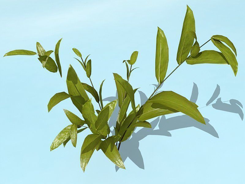 Water Plants Low-poly 3D model_9