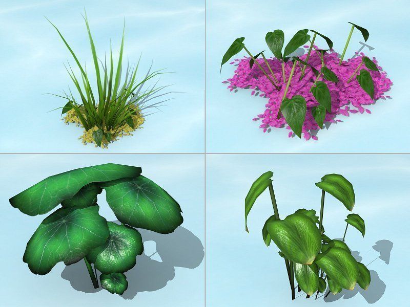 Water Plants Low-poly 3D model_8