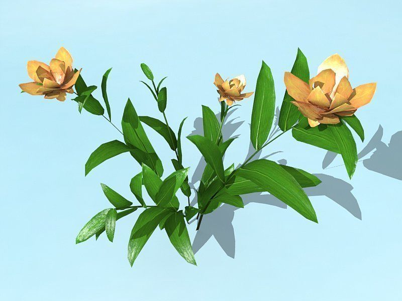 Water Plants Low-poly 3D model_4
