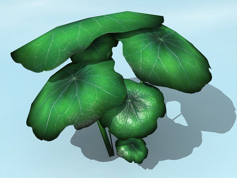 Water Plants Low-poly 3D model_11