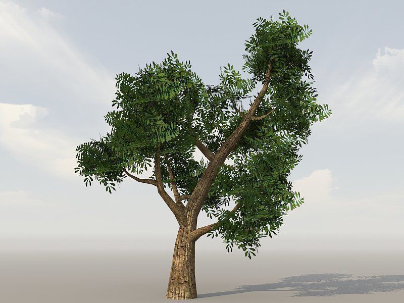 Vegetation Models Low-poly 3D model_9