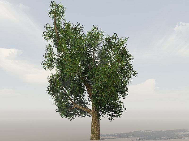 Vegetation Models Low-poly 3D model_11