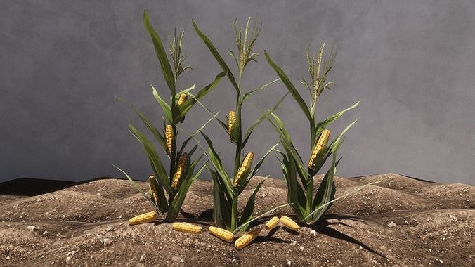 Vegetable Plants Update Low-poly 3D model 4