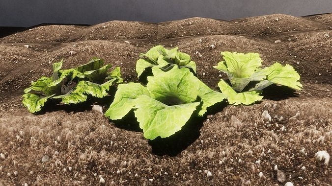 Vegetable Plants Update Low-poly 3D model 5