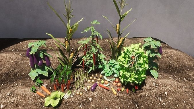 Vegetable Plants Update Low-poly 3D model 7