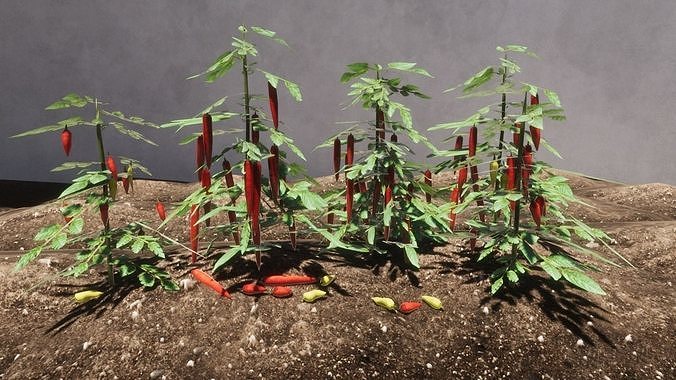 Vegetable Plants Update Low-poly 3D model 3