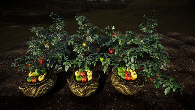 Vegetable Plants 2 Update Low-poly 3D model 6