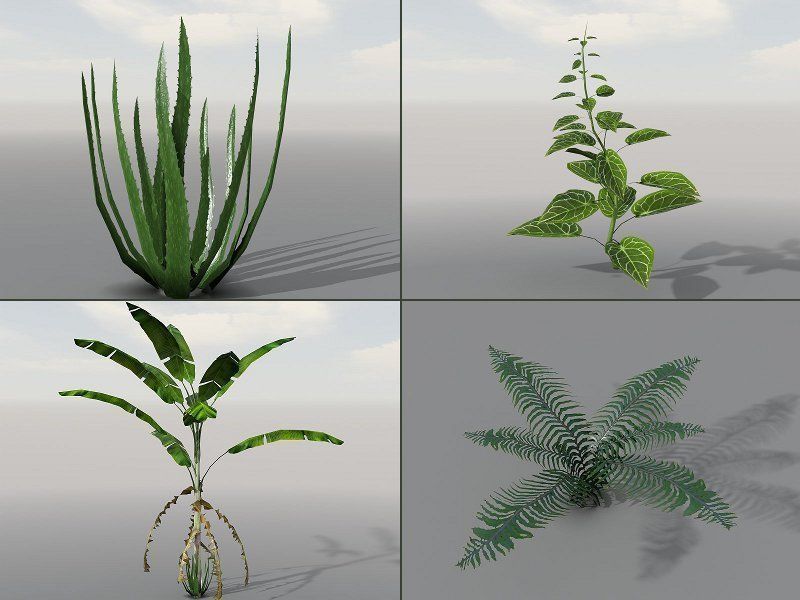 Tropical Models Low-poly 3D model_7